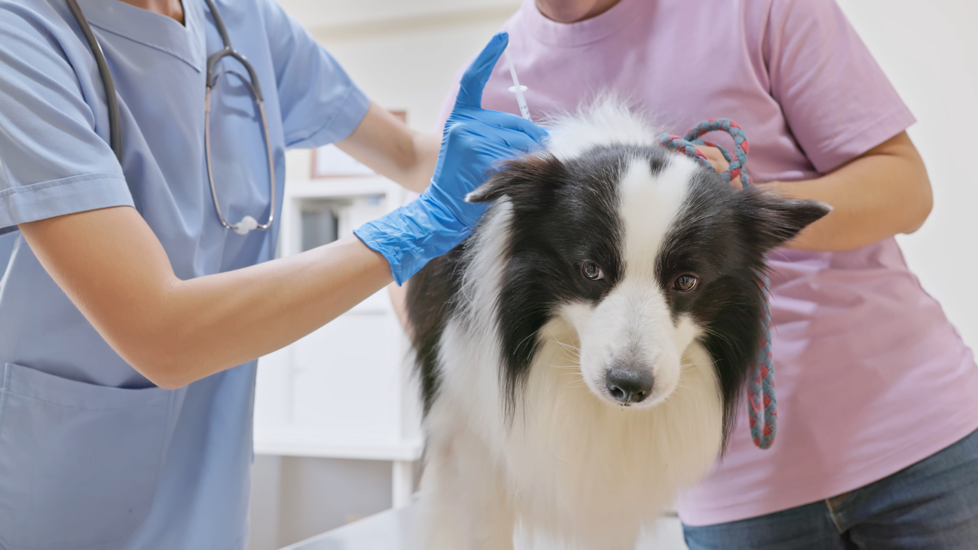A dog getting a vaccination shot at the vet