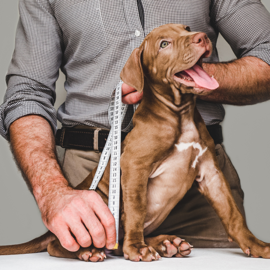 Pet owner measuring a pet for a travel crate