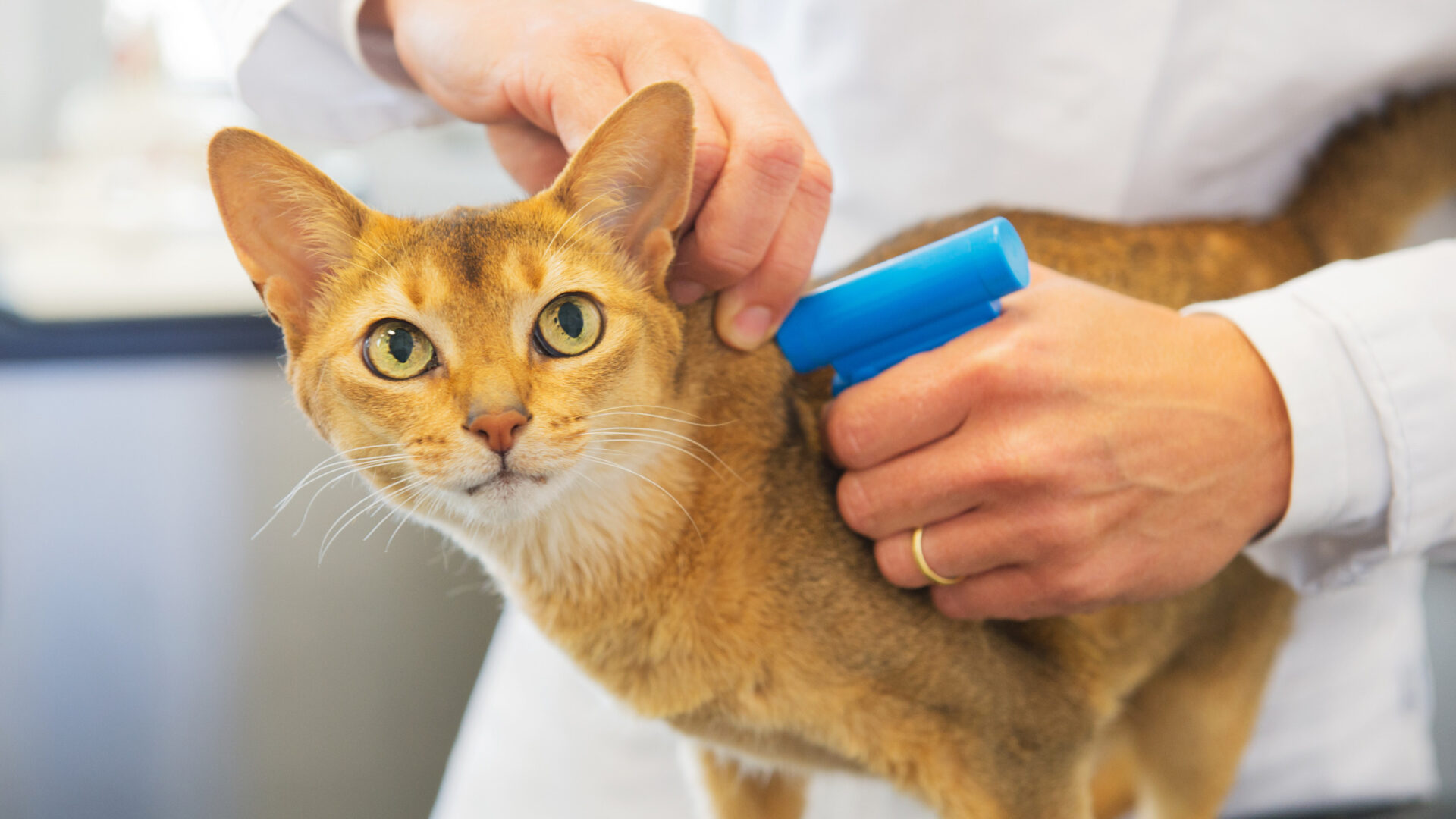 A small cat getting microchipped by a veterinarian in preparation for international travel