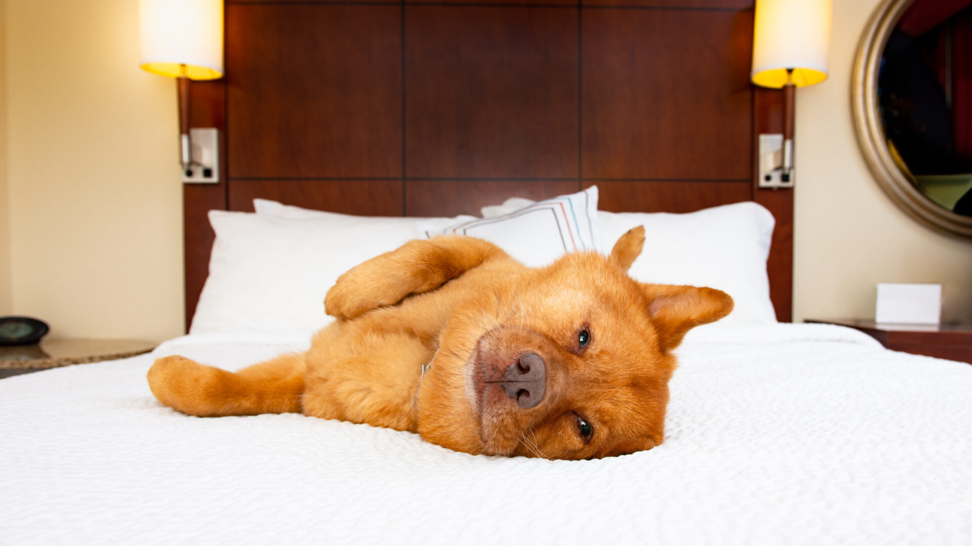 Pet-Friendly Hotels in Dubai: A Curated List for Pet Owners