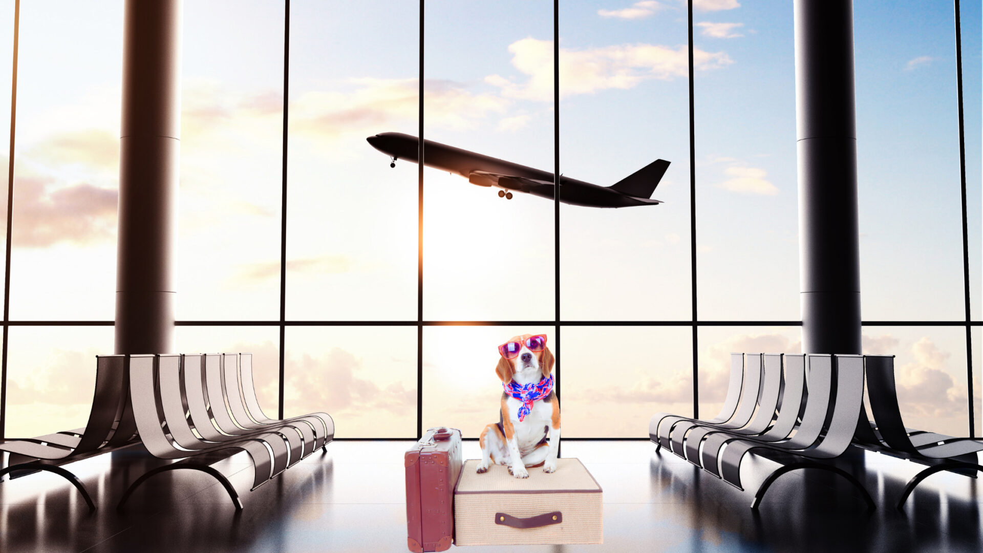 Top 10 Pet-Friendly Airlines