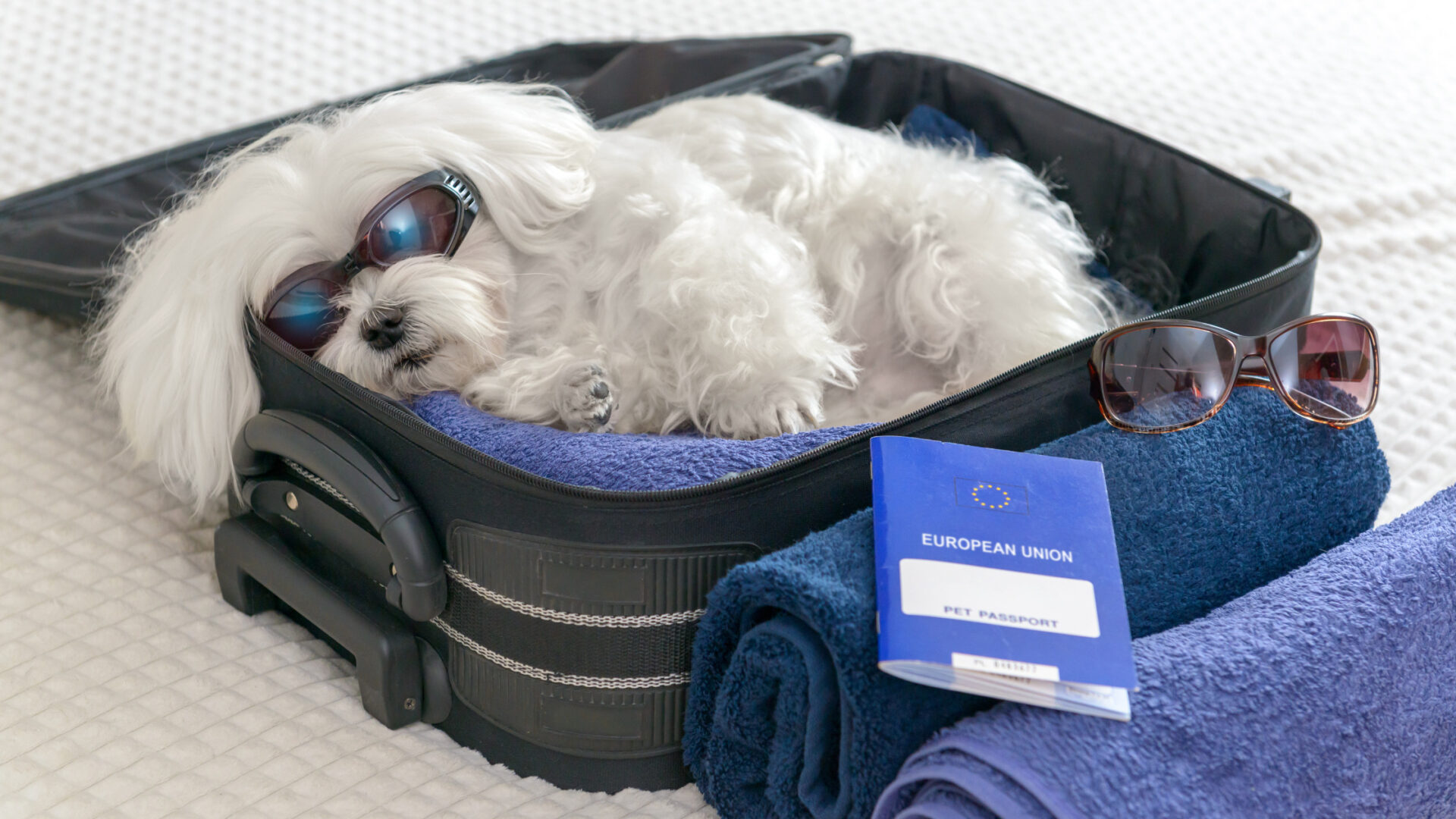 A pet owner and a dog with a pet travel crate