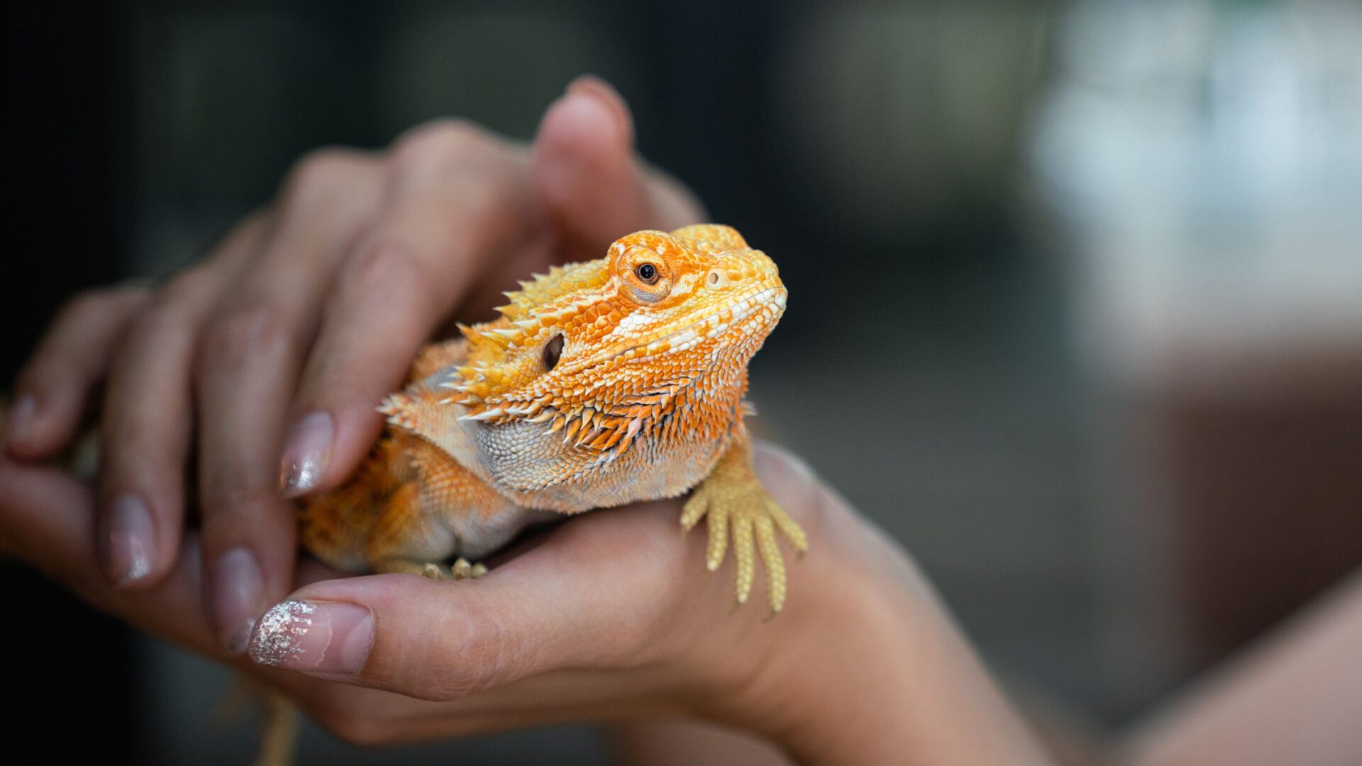 Traveling with exotic pets prepared for the journey