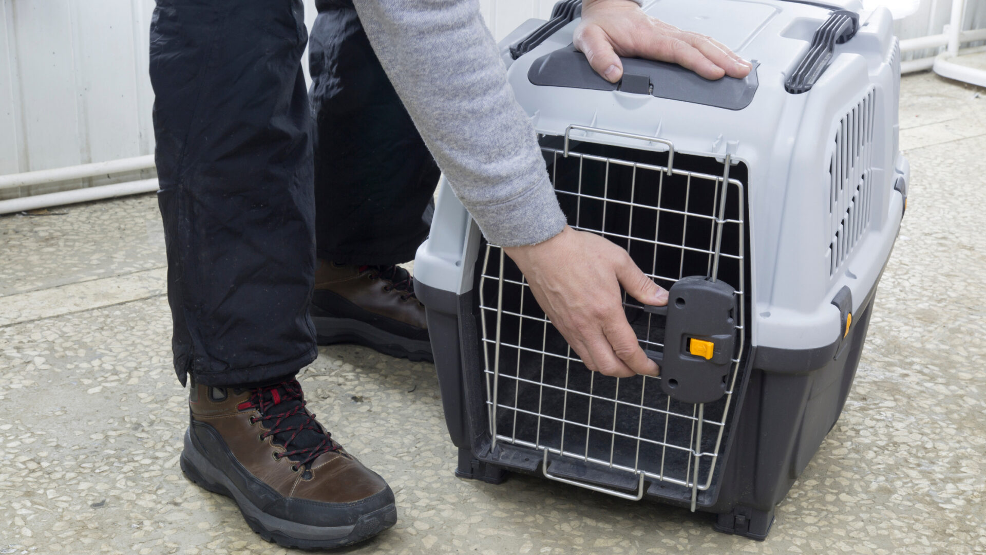 A professional pet relocation specialist preparing a comfortable crate for a dog