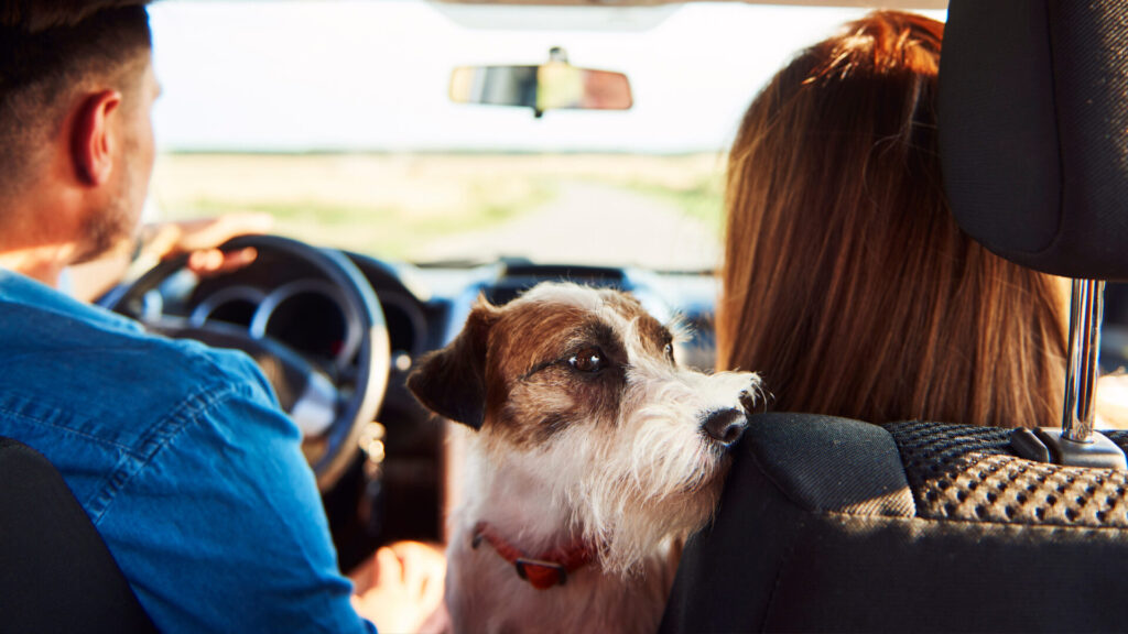 Pet and owner enjoying a road trip after preparing pet for long-distance road trips