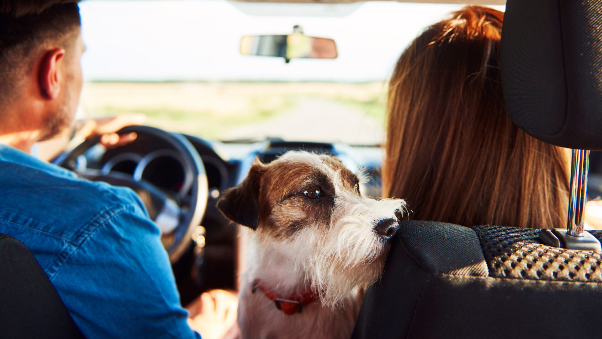 Pet and owner enjoying a road trip with a Dubai landscape in the background