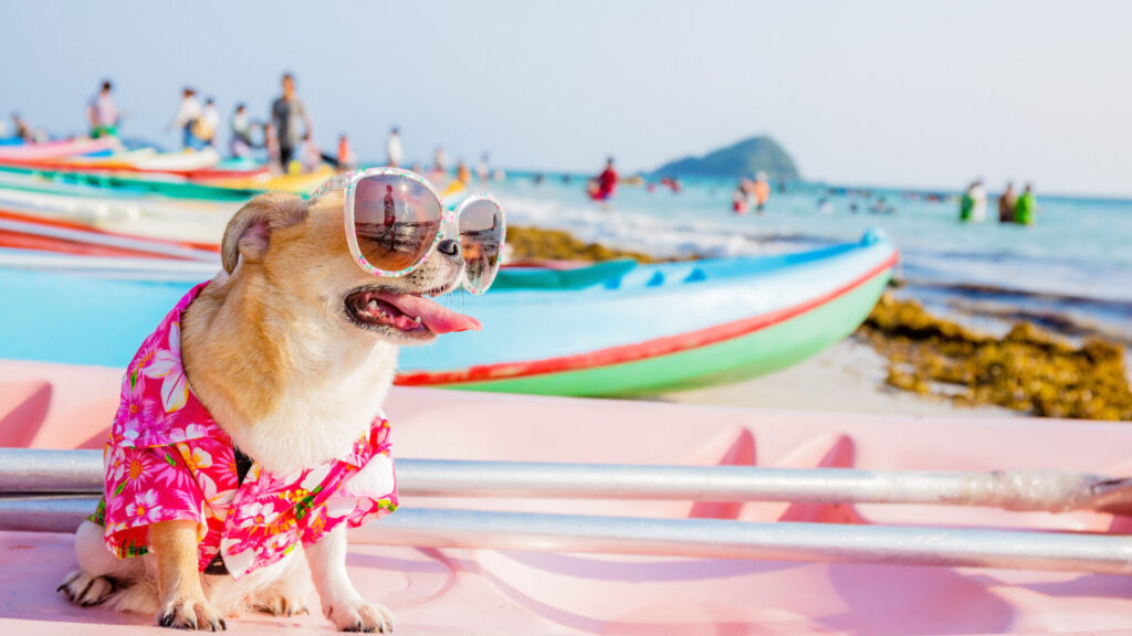 A happy dog enjoying a beautiful beach at one of the pet-friendly vacation destinations