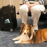 Golden retriever sitting at an airport, symbolizing safe pet relocation.