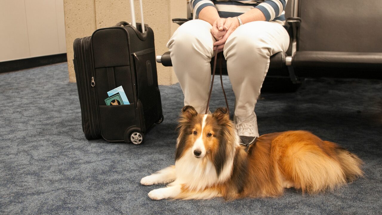 Golden retriever sitting at an airport, symbolizing safe pet relocation.