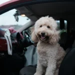 Happy curly-haired dog sitting in a car ready for transport