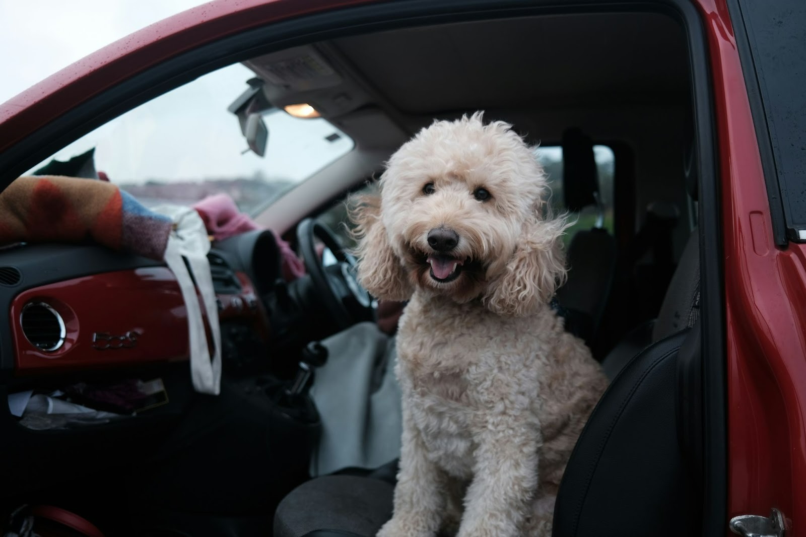Happy curly-haired dog sitting in a car ready for transport