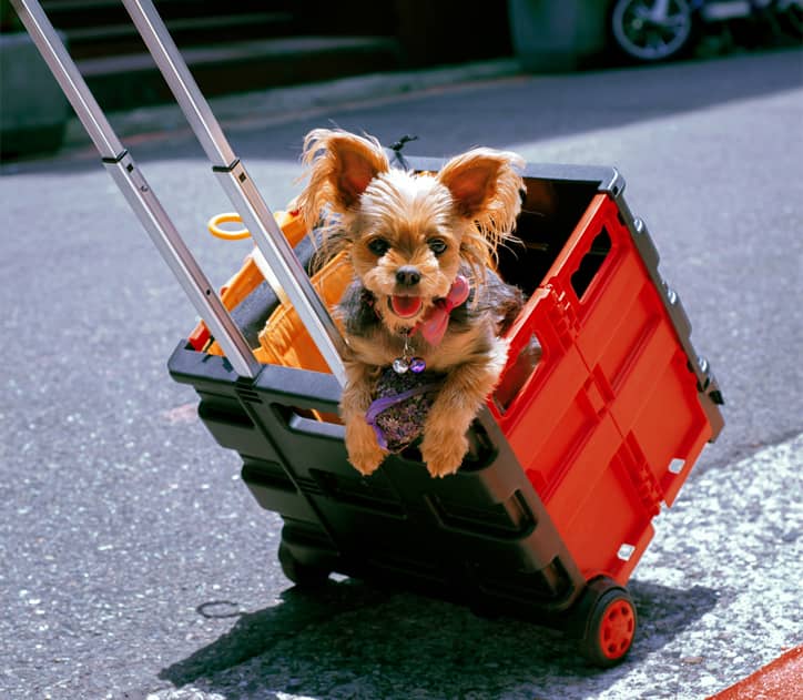 Dog in wheel cart